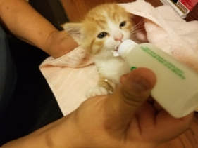 Hoarding cleanup saves kitten's life!